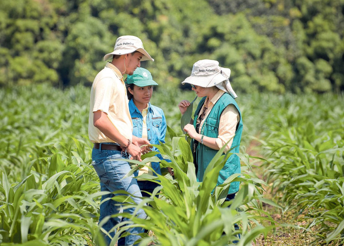 #LaUNALCuenta Doctorado en Ciencias Agrarias de la Sede @PalmiraUNAL renueva Acreditación en Alta Calidad: Un programa que aporta al sector agrícola y pecuario nacional e internacional, como lo ratifica la renovación t.ly/PXsoP Vía @PrensaUNAL | #SomosUNAL