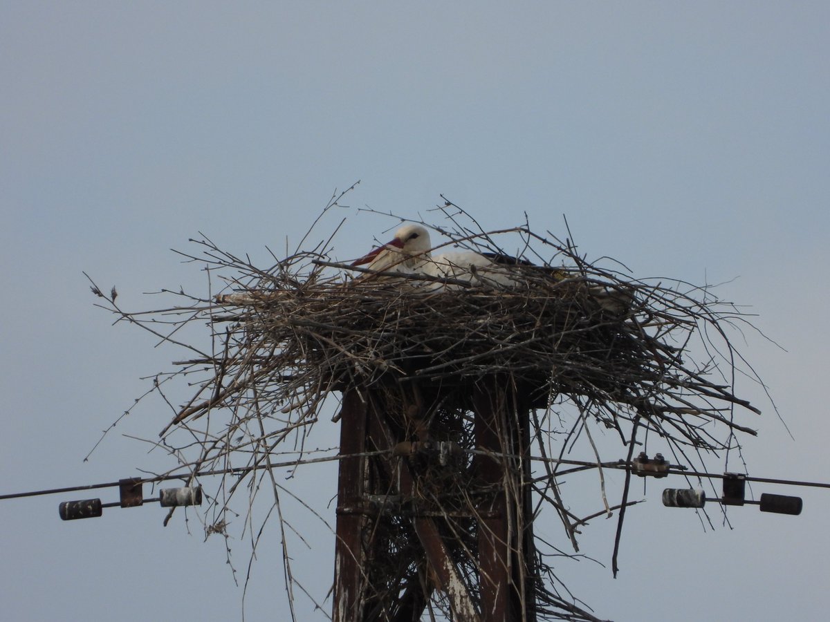 A new pair of White Storks have been found nesting in the Lushnjë region, adding to the total count of two in the area. Observing storks elsewhere? Report your sightings to PPNEA, Birdlife Albania #FlightforSurvival #Safeflyways @EuroNaturORG @BirdLifeEurope