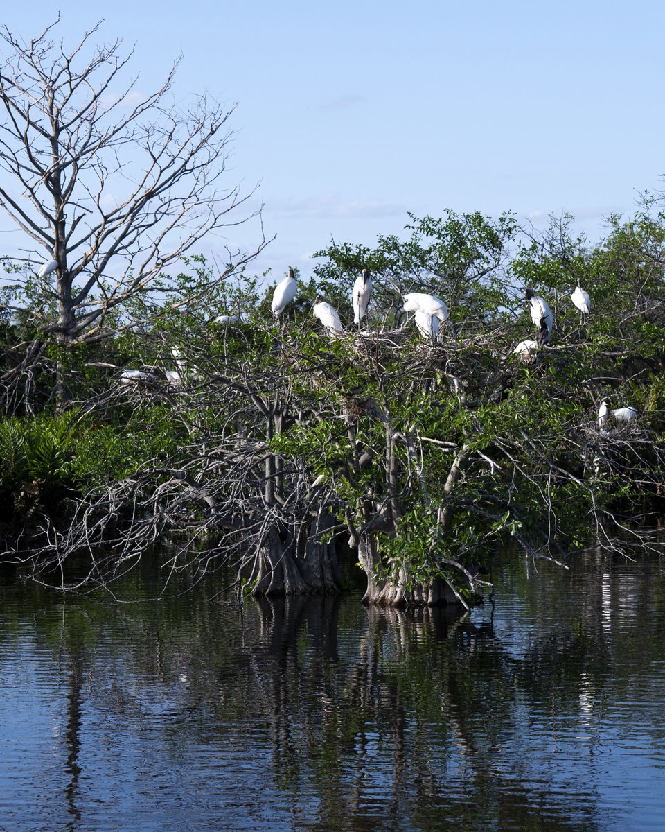The prehistoric looking wood stork once flourished in the Florida Everglades, but eventually landed on the endangered species list as wetlands were destroyed the natural water flow was disrupted. They are why we fight to save the Everglades.