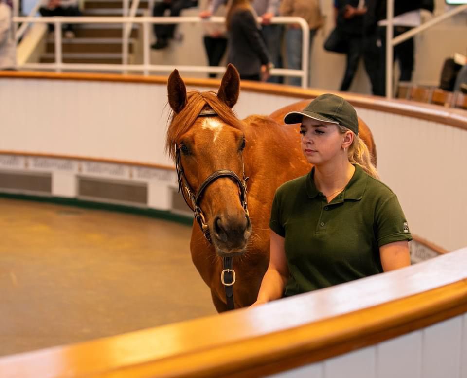 Shares are now live on our website! New Bay out of Group 3 winning mare AIM TO PLEASE. In training with @tomcloverracing, who was purchased with agent @JSBLOODSTOCK at the recent @Tattersalls1766 HIT guineas sale. Our existing owners have taken the first batch of shares, and