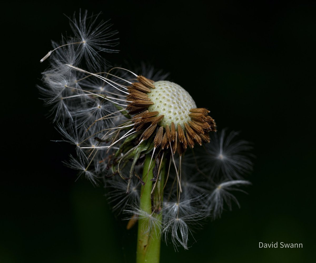 Dandelion Clock. @NorthYorkMoors @YorksWildlife @WoodlandTrust @wildflower_hour @BSBIbotany @ThePhotoHour @MacroHour @CUPOTYawards