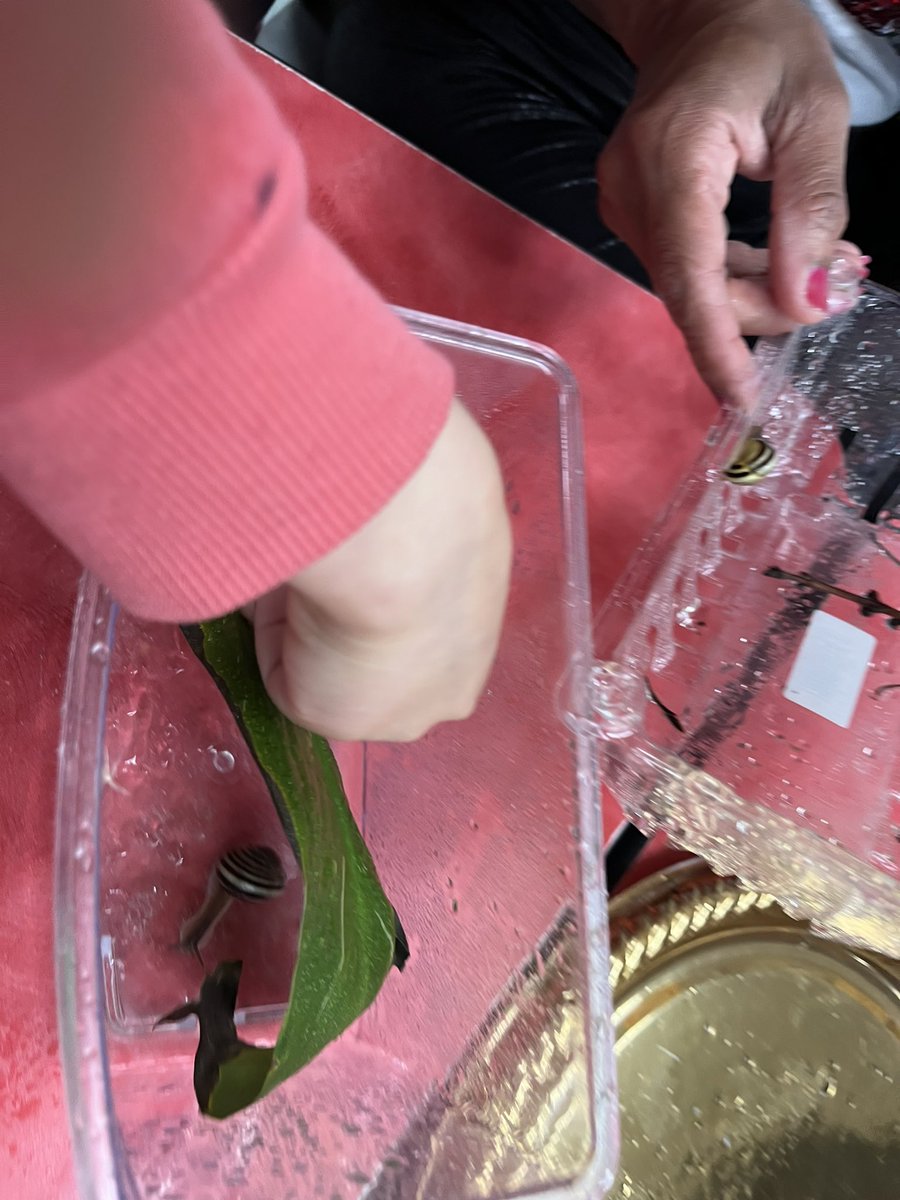 Investigating plants and snails! 🌱🐌 <a href="/PrinceEdwardPS/">Prince Edward Pacers</a> #earlyyears #inquiry #nature