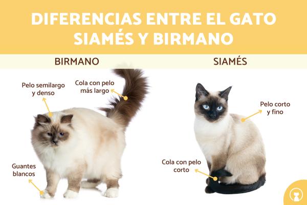 Diferencias entre gato siamés y birmano soyungato.com/diferencias-en… #razasdegatos