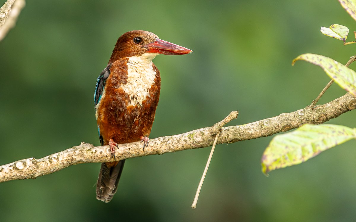 #arutperunjothi_kalaiyarasu 
#singapore 
#photography #nature #wildlifephotography #birds #animals #animal-lovers #landscape #portrait #bird_captures #bird_lovers #bird_watchers_daily #birds #birdphotography #birdphotography #birds #bird #wildlife #wildlifeofficial #lovewildlife