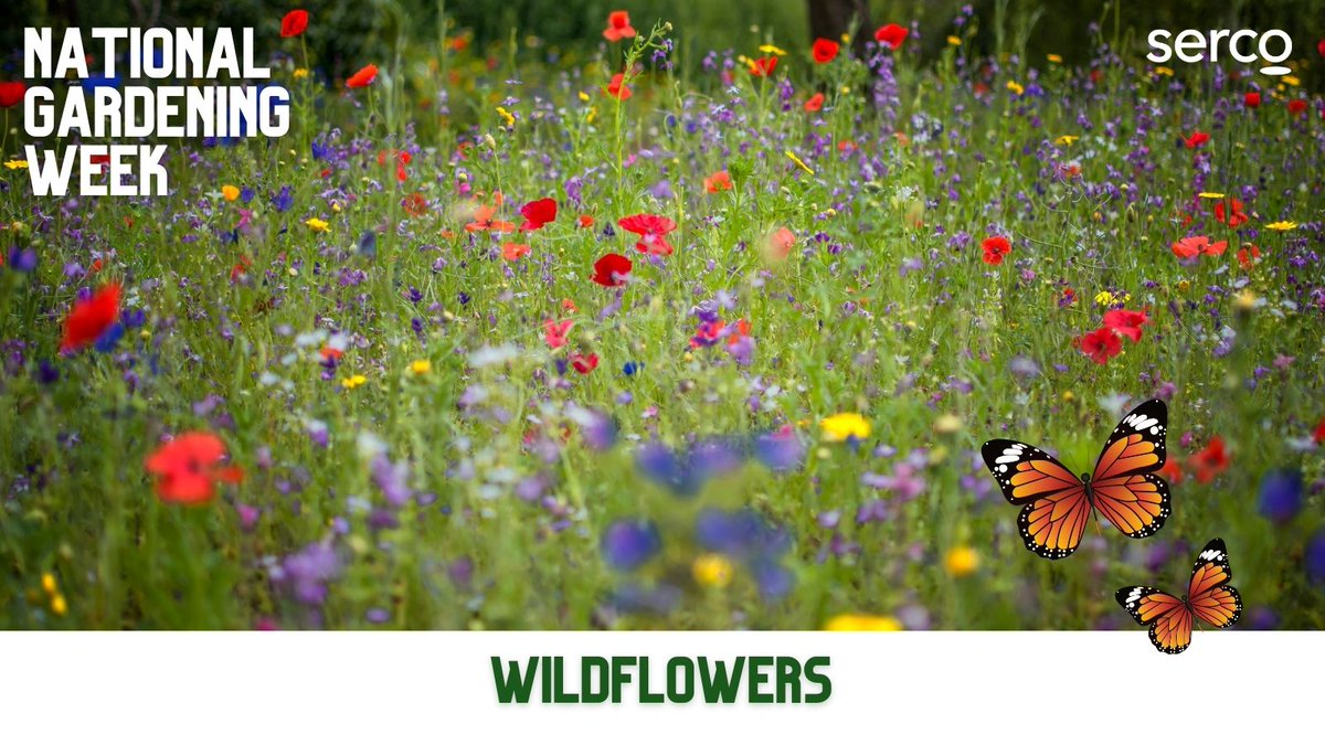 Planting wildflowers provides food to our much needed pollinators like🐝&🦋 You might come across a meadow on a walk, spot some wildflowers on a roundabout or you may have planted a mini-meadow in your garden🌻It all helps encourage & support biodiversity #NationalGardeningWeek