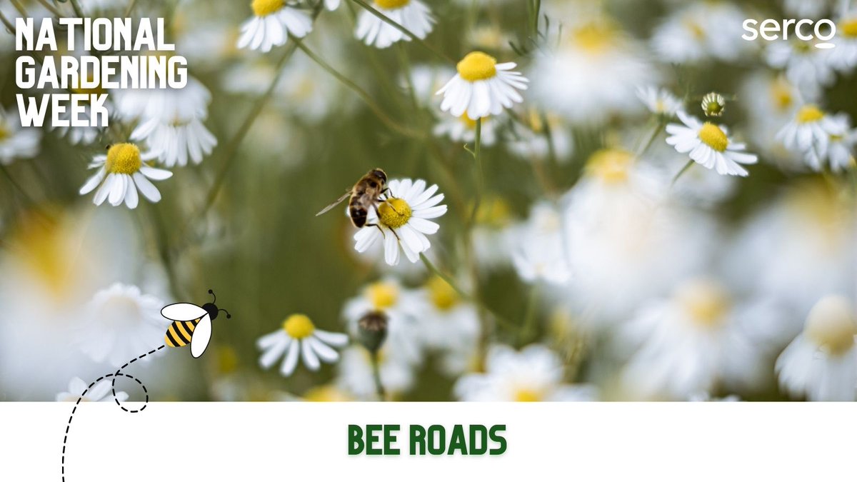 Have you heard of bee roads?🐝
These green pit-stops can be found across the UK offering food & shelter to our friendly pollinators before they continue their journey along the pollinator highway to larger wildflower areas
#NationalGardeningWeek