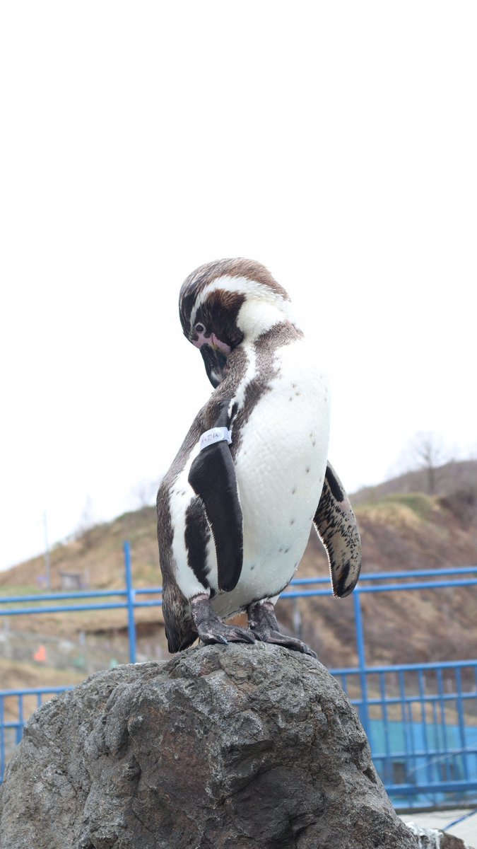 頂点を極めたベッカム🐧⛰️
#おたる水族館 
#海獣公園 
#借景プール 
#フンボルトペンギン 
#ベッカム