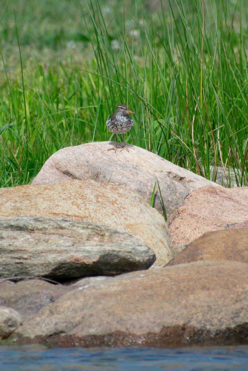 During the first week of #AmericanWetlandsMonth this spotted sandpiper visited the field station on it’s way North 🪶🧭 #wetlands #birds #nature #wetlandsmonth