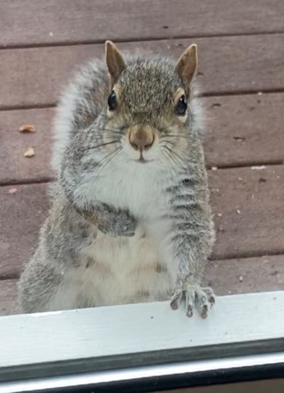 You guys are those nipples? I think Rocky is pregnant and he's a female 😳 there's a couple that come to my porch i must have mixed them up 😂😂 I know one was pregnant before it took all the cushion from the chair to make a nest...shit I'm confused now Lol! #SquirrelScrolling