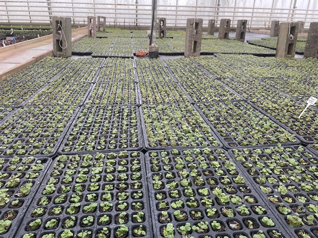 @valgardening @plantagogo @GardenDotHelp We love Raspberry Sundae! Its the best Tiarella available, 8000 were planted this week! 😃
