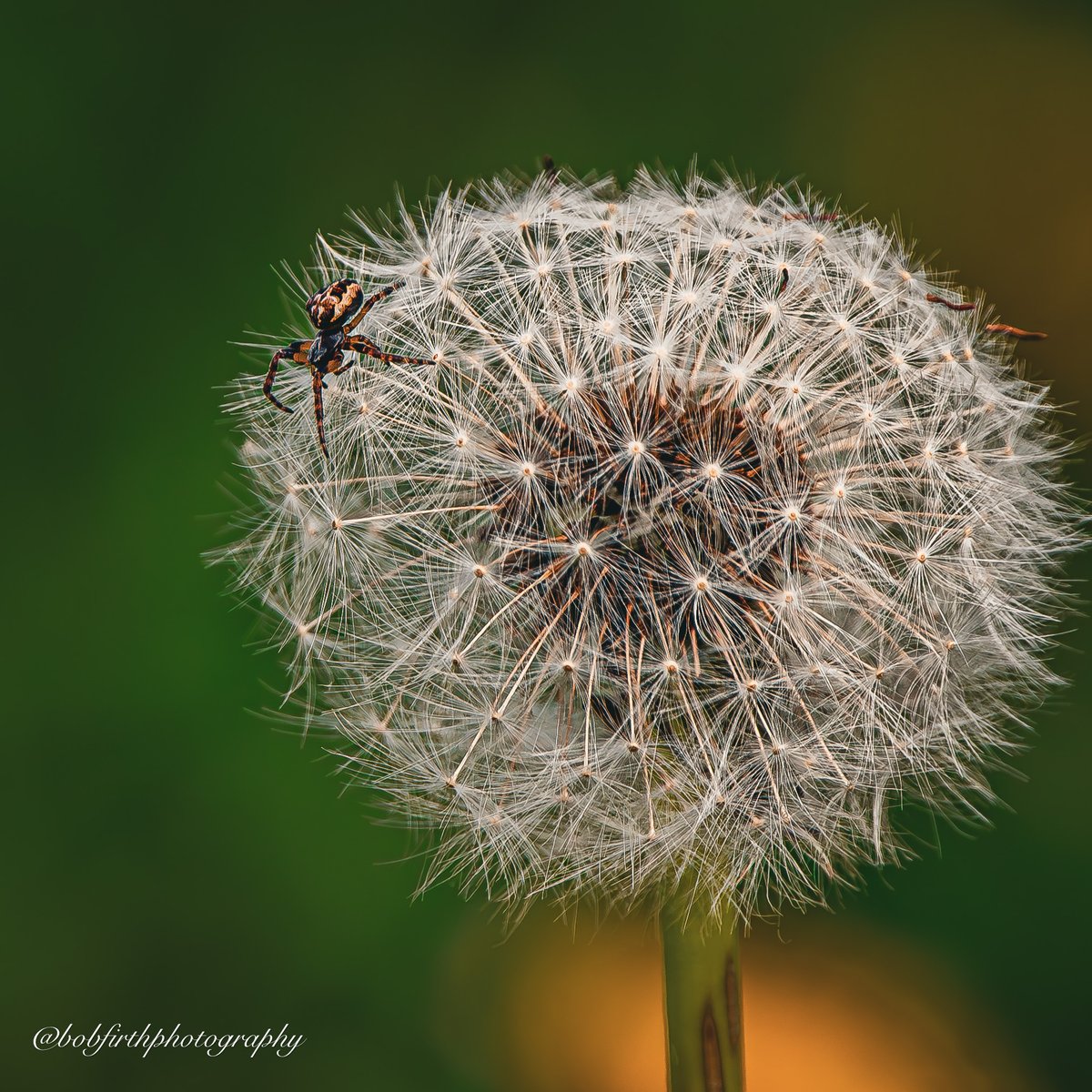 Our office is now closed for the bank holiday weekend until 9:00 am Tuesday, 7 May. If you need to contact us in an emergency call 01925 852005, otherwise please email enquiries@thelandtrust.org.uk. Have a lovely bank holiday weekend! 🐝 📸by Bob Firth - Frickley Country Park