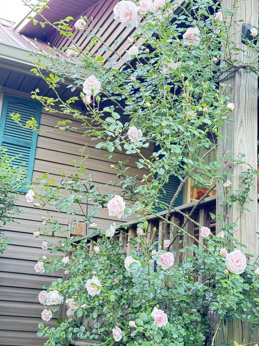 #FlowersOnFriday New Dawn Rose #flowerlove  #porch #Roses