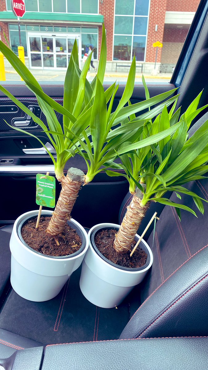 I headed to the grocery store for flour, but then I got hit with a serious case of vacation 🏝️ withdrawals! So naturally, I ended up buying a tropical plant to ease the pain. Who needs flour when you can have palm trees 🌴 , right? 🤣🙃 #HappyFriday
