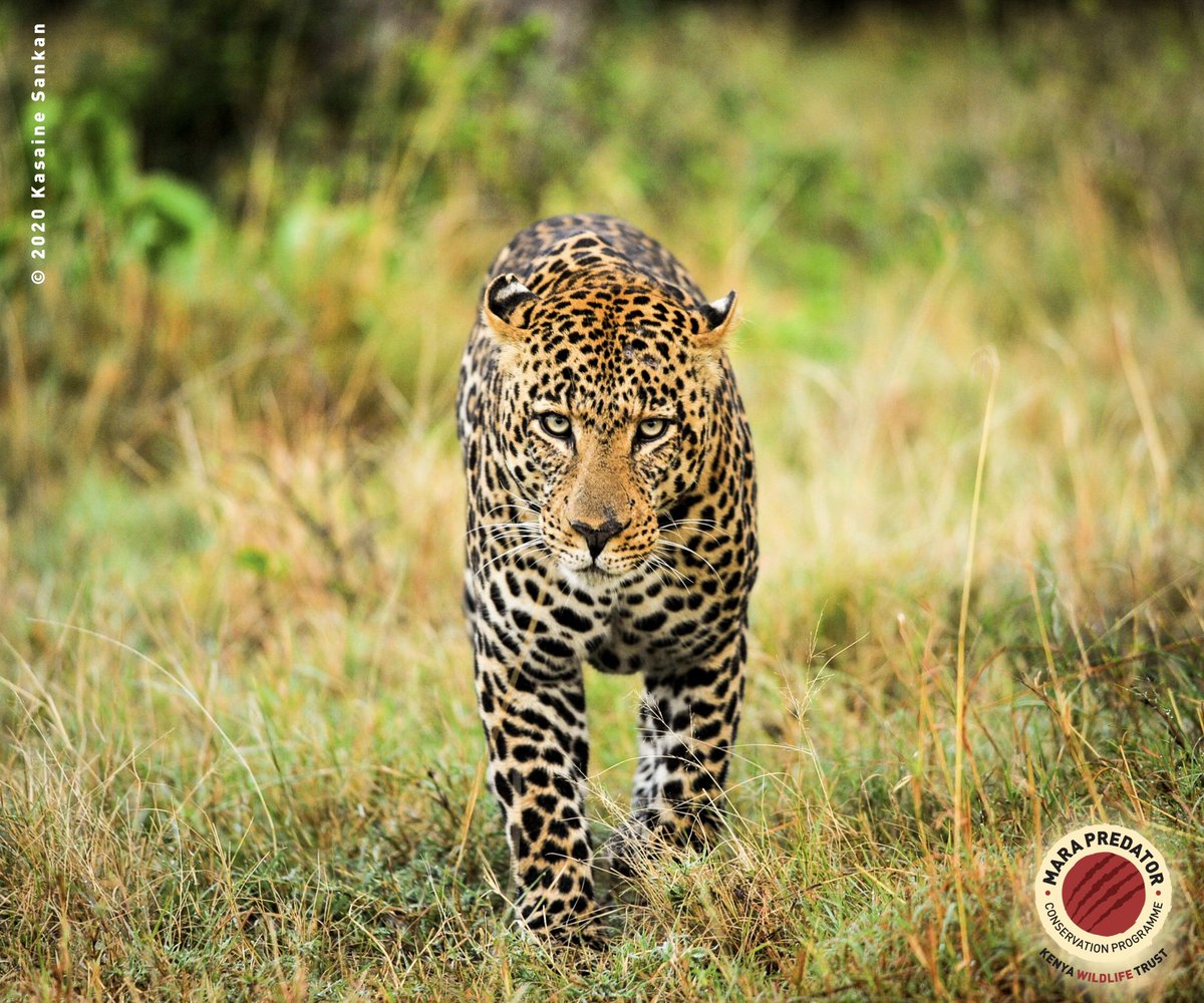 On #InternationalLeopardDay, we turn the spotlight on this species, whose population is diminishing. As apex predators, leopards play a crucial role in maintaining the balance of our ecosystems.🐆 @KenyaWildTrust 🧵 1/4