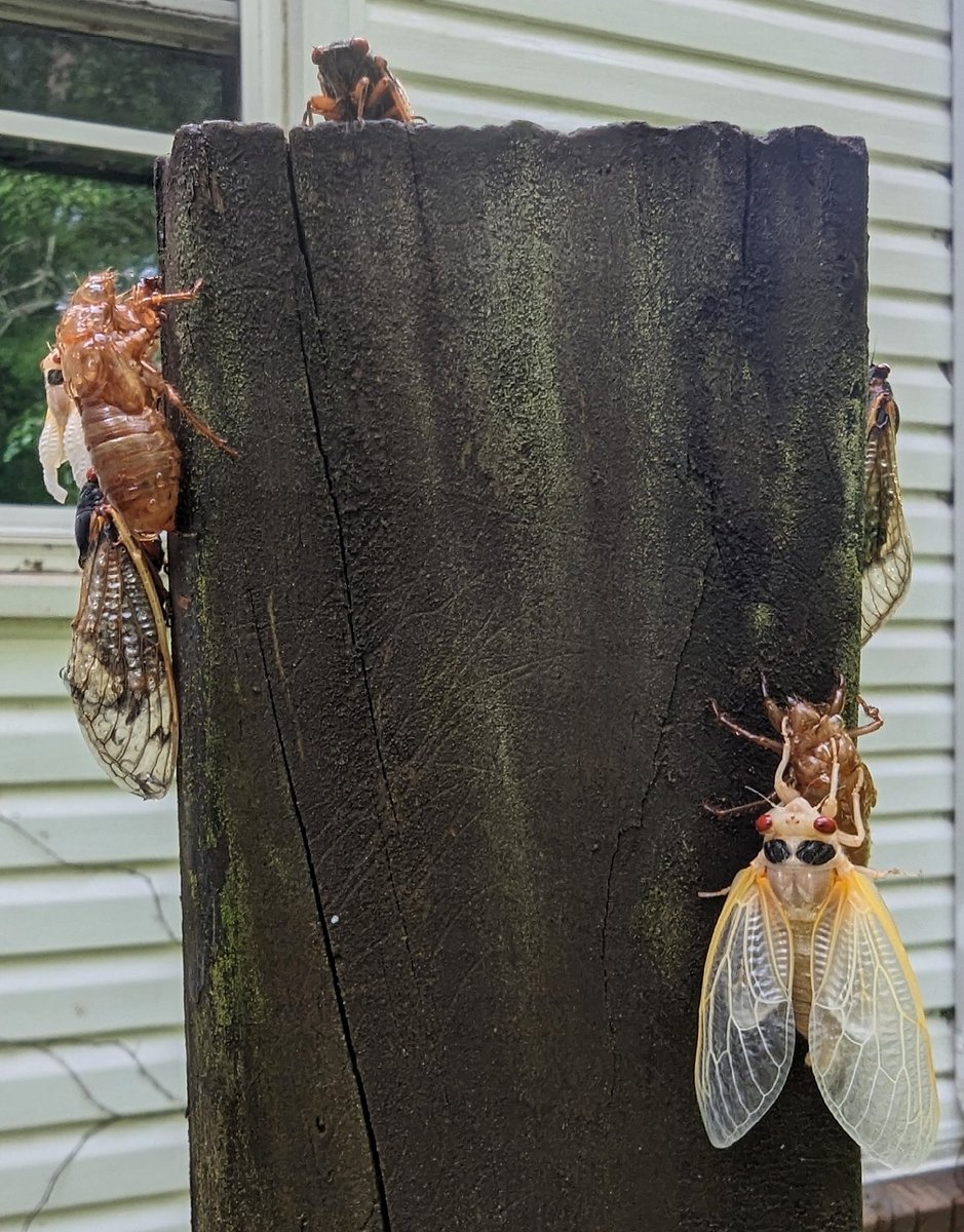 These cicada's are everywhere. Believe this is an 11 year brood...