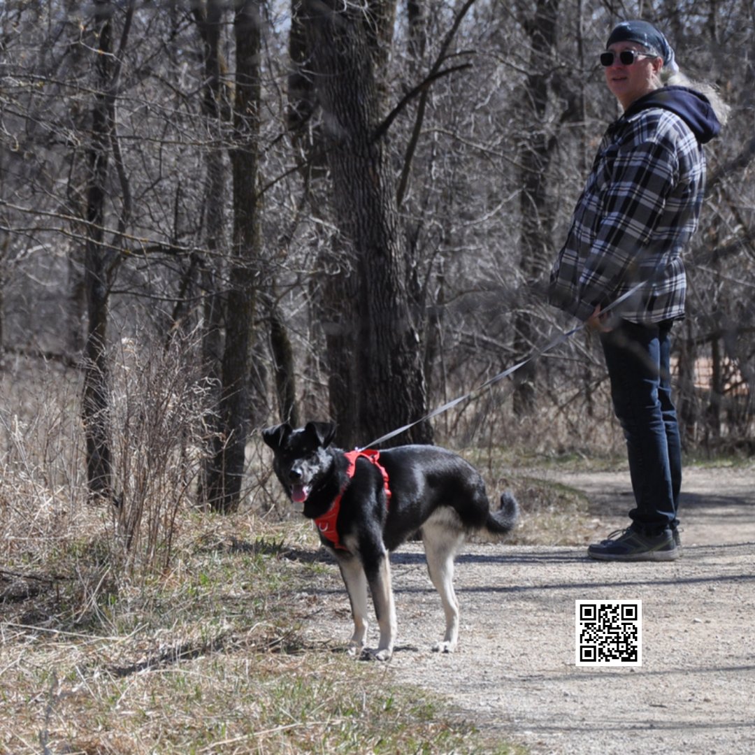 In the Spirit Woods, loving the new smells that spring has to offer.
Penny really enjoys these hikes! Have an awesome weekend folks! en.pawshake.ca?
#penny #spiritwoods #liveyourbestlife