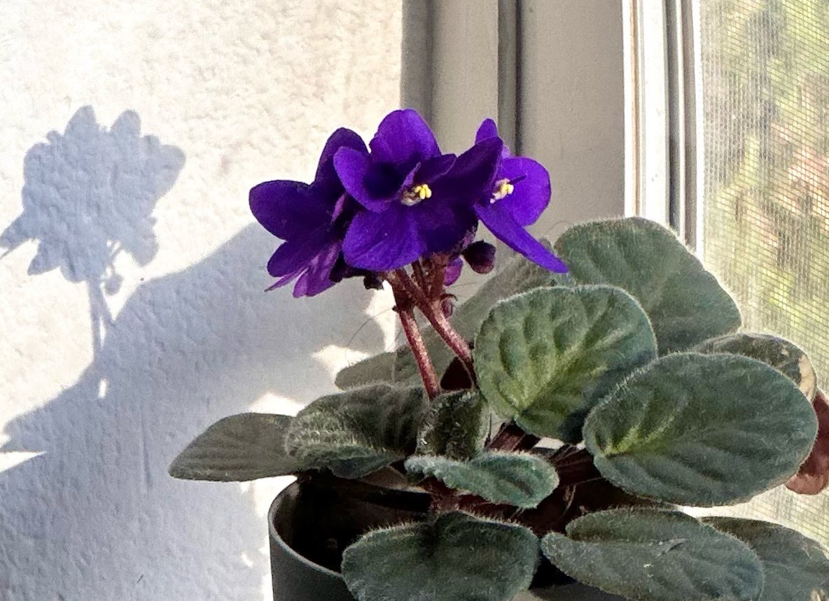 The African Violets are bursting with brilliant purple blooms again!! Happy May! 💜 #Africanviolets #blooms #flowers #May #whatawonderfulworld