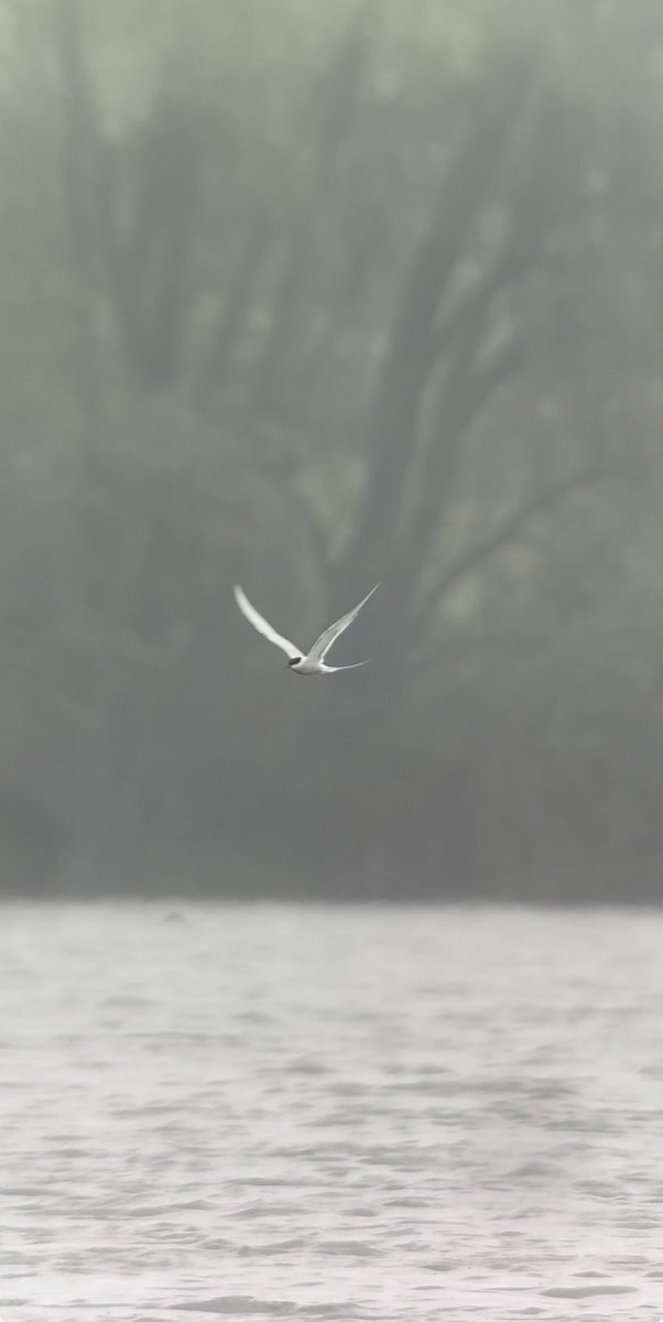 Stanford Reservoir - decent couple of species this AM. 3 Whimbrel briefly before heading west - prob grounded in drizzle & a superb Arctic Tern (only my 2nd this year). Also, 13 Comm Tern, Cuckoo, Goldeneye, Oystercatcher & Little Egret. @rg_stanford @LandRbirds #northantsbirds