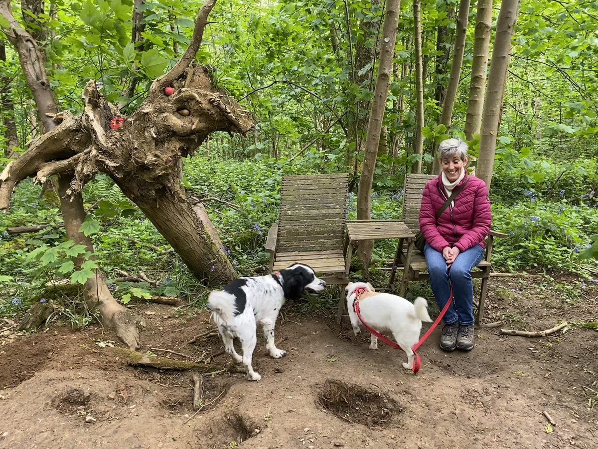 Waning bluebells @StanmerParkSPS but still beautiful swathes of them. 
5.34 miles towards #NHS1000miles.
Fred now fast asleep; his tiny #spaniel brain processing all the fab woodland sniffs 🐾