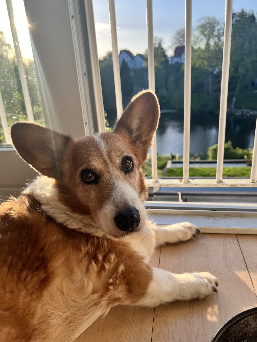 Today we said goodbye to Molly, a loyal office companion in the Netherlands and Denmark, who retired from Office in 2022. At 14, after battling terminal cancer for 6 months, our vet confirmed it was time. A talented couch potato and friend, Molly is already immensely missed. 💔