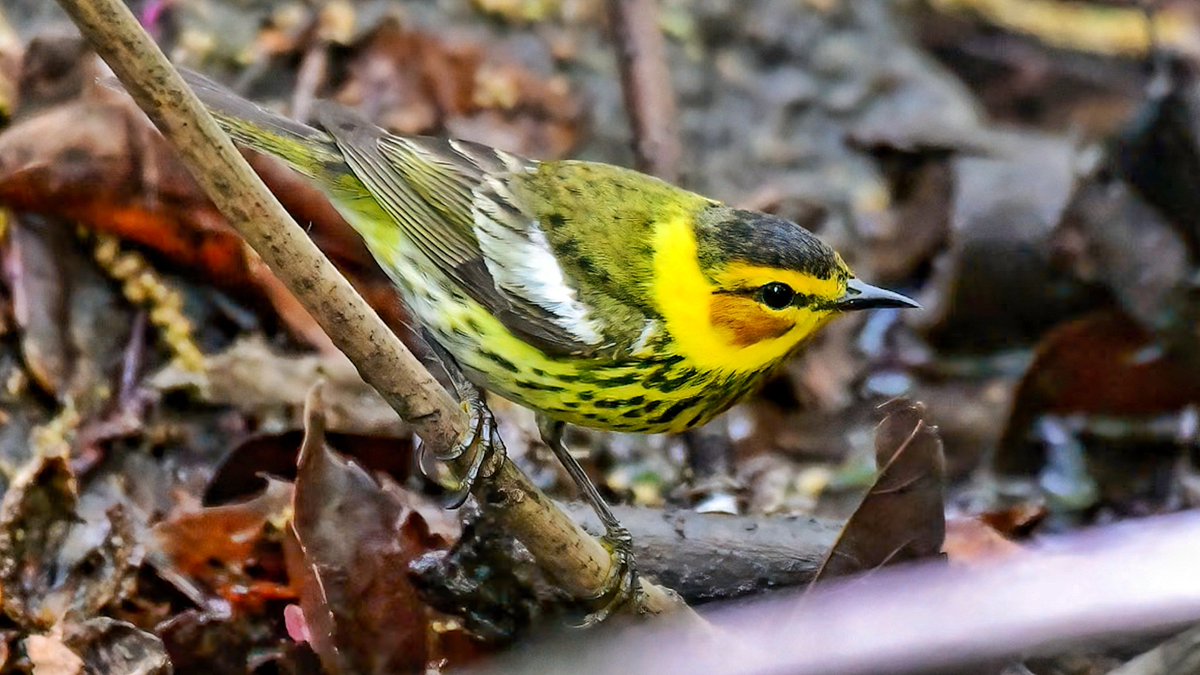 Three very dapper gentlemen have arrived to Central Park so let's give them a warm welcome: Prairie Warbler, Northern Parula & a stunning Cape May Warbler! Welcome to NYC & safe travels to you my little pals. ❤️