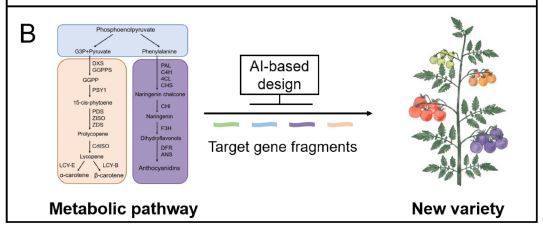 The genomic route to tomato breeding: Past, present, and future (Yan Wang, Chuanlong Sun, Zhibiao Ye, Chuanyou Li, Sanwen Huang, Tao Lin) buff.ly/3y4aV5x @ASPB #PlantSci