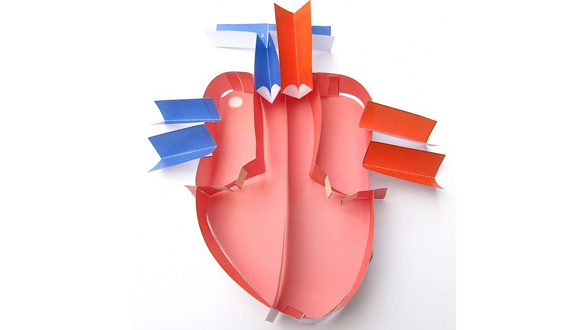 Looking for activity other than a worksheet to teach the #heart? Check out our paper model! Students learn the parts by cutting them out & then see how they fit together when they make the model. bit.ly/2Rz50rOp 

#anatomy #iteachbio #biologyteacher #circulatorysystem