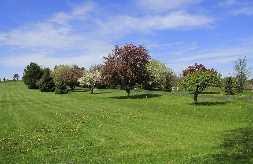 Another angle of my dad's golf area in the spring. What's left of the #CrabAppleBlossoms. (5-1-2024) #KevinPochronPhotography #kjpphotography 

#Canon #CanonFavPic #Canon60D #Photography #NaturePhotography #Nature #tree  #grass #field #sky #Clouds #spring #Wisconsin

@CanonUSA