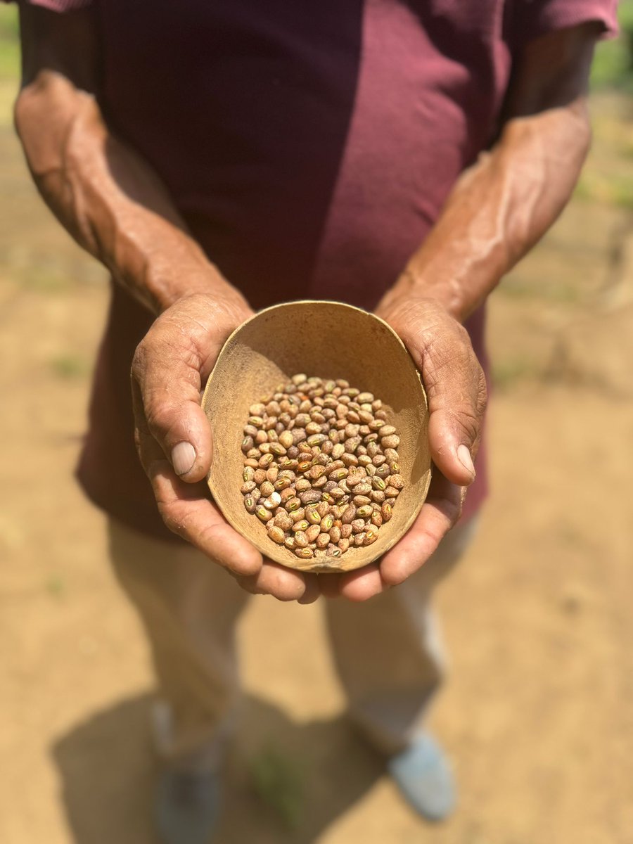 Follow @FAO's team on location in Colombia with the Wayúu Ipasharrain community in La Guajira. Videos & photos captured how adaptation to #climate change is context specific Watch this space to find out why guajiro beans are VITAL in the face of #climatechange #SCALAProgramme