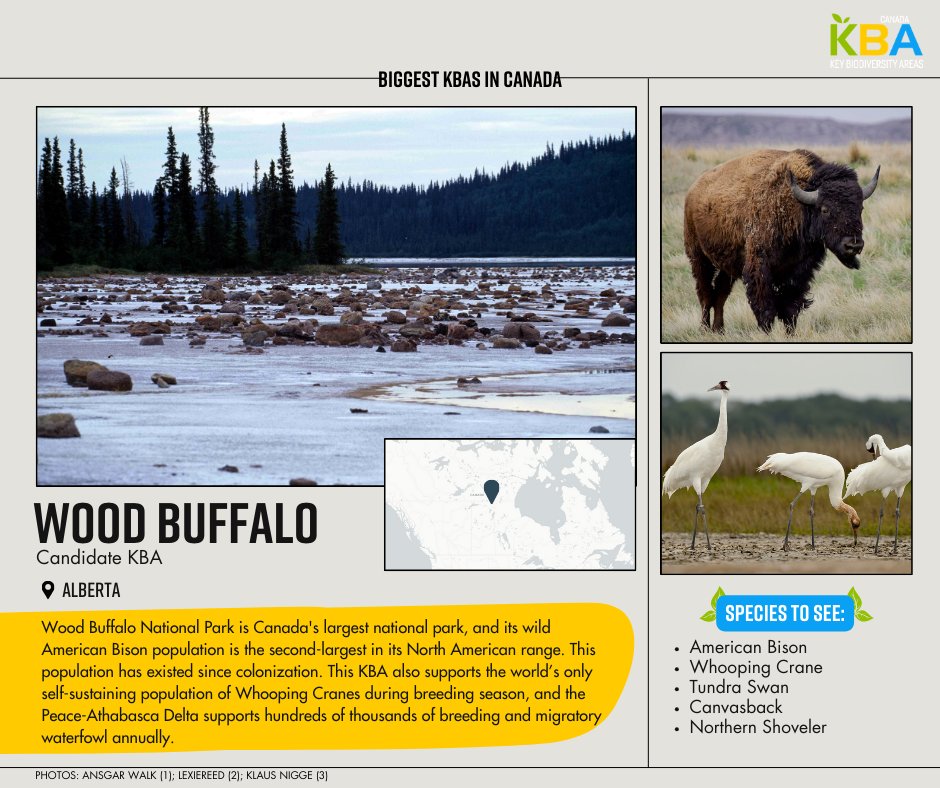 #DidYouKnow Wood Buffalo National Park, a Candidate KBA, is also the only breeding site for Whooping Crane and the world's largest inland delta located at the mouth of the Peace and Athabasca rivers? 😯 #30DaysofKBAs #BiggestKBAs