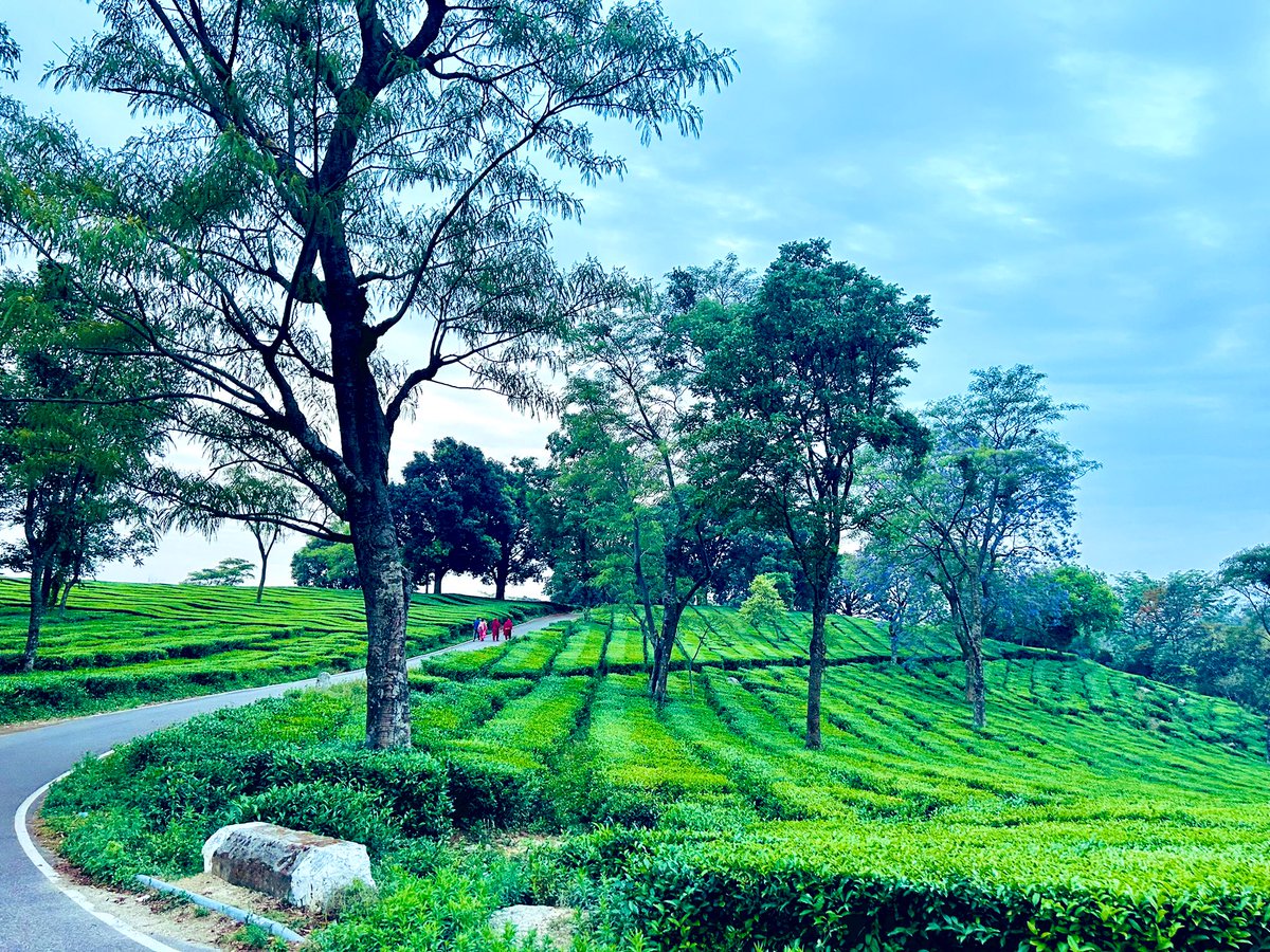 Evenings, Tea Gardens & 🚵🏼‍♂️!!!! #HimachalPradesh #incredible_india #cycling