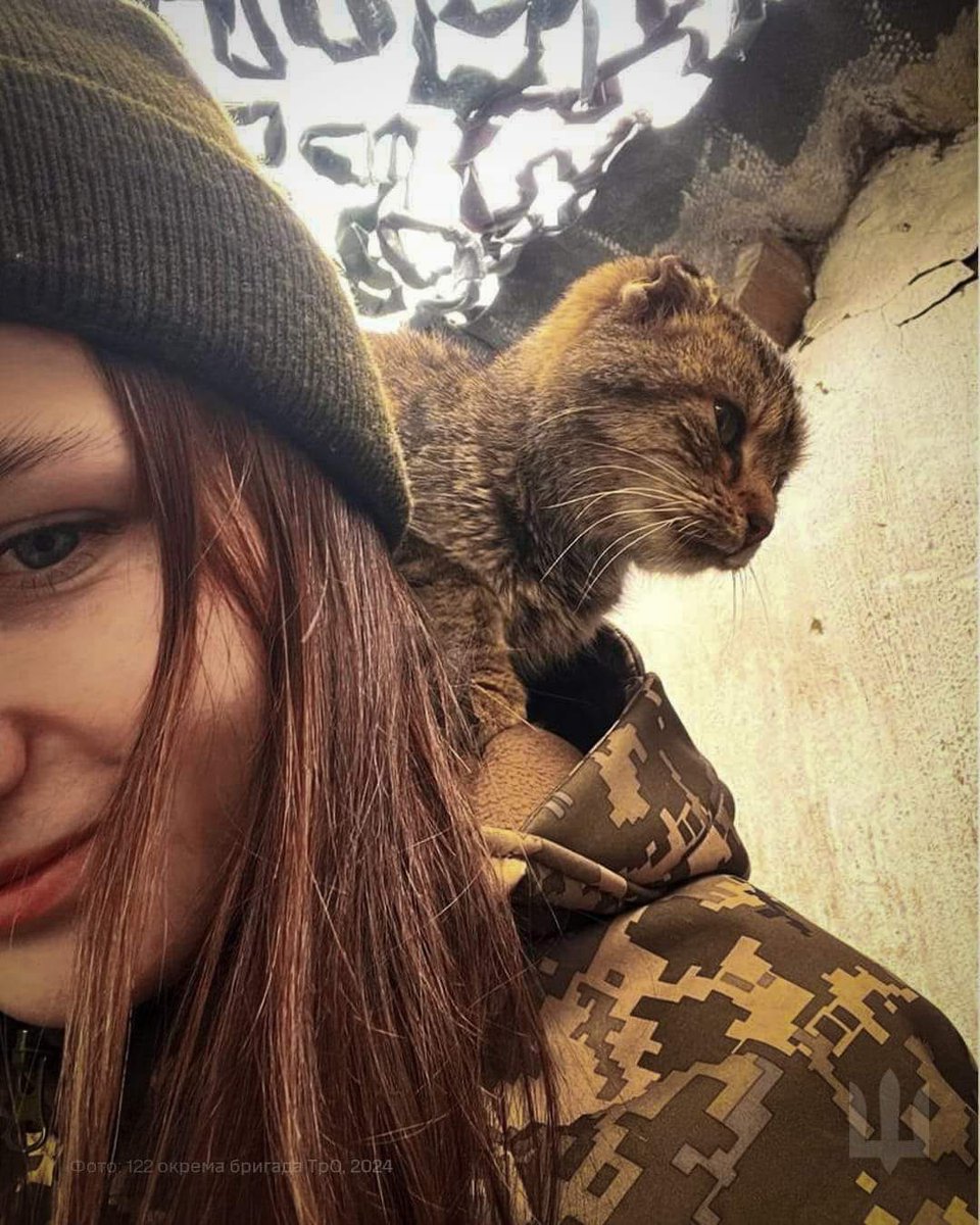 Cats definitely know where the safest place is. 📷: 122nd @TDF_UA Brigade