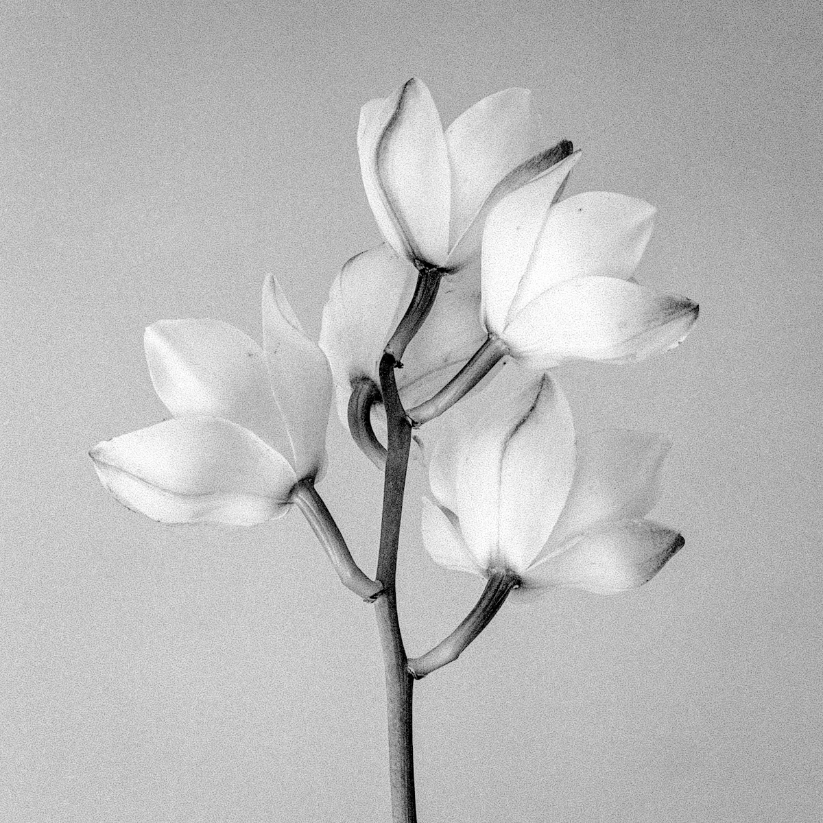 Floraculture (@floracultureart) on Twitter photo 🌸 FLORACULTURE EXHIBITION #2 🌸
Featuring:
Fragile Strength by Kyle Hoffmann (<a href="/KyleHoffmann_/">kylehoffmann.eth</a>)
This limited edition will be part of our next Floraculture exhibition coming to <a href="/foundation/">Foundation 🌐</a> on May 22nd!
Mark your calendars and learn more at the link below ↓ 🌸 FLORACULTURE EXHIBITION #2 🌸
Featuring:
Fragile Strength by Kyle Hoffmann (<a href="/KyleHoffmann_/">kylehoffmann.eth</a>)
This limited edition will be part of our next Floraculture exhibition coming to <a href="/foundation/">Foundation 🌐</a> on May 22nd!
Mark your calendars and learn more at the link below ↓
