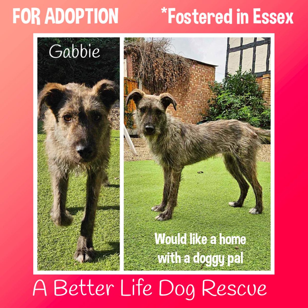 GABBIE is a VERY handsome 16mo lady, currently being fostered by one of the ABLDR team in #Essex, where she is living happily with several other dogs. She gets on really well with the other dogs but was a bit timid at first with new people, but her confidence has grown a lot…