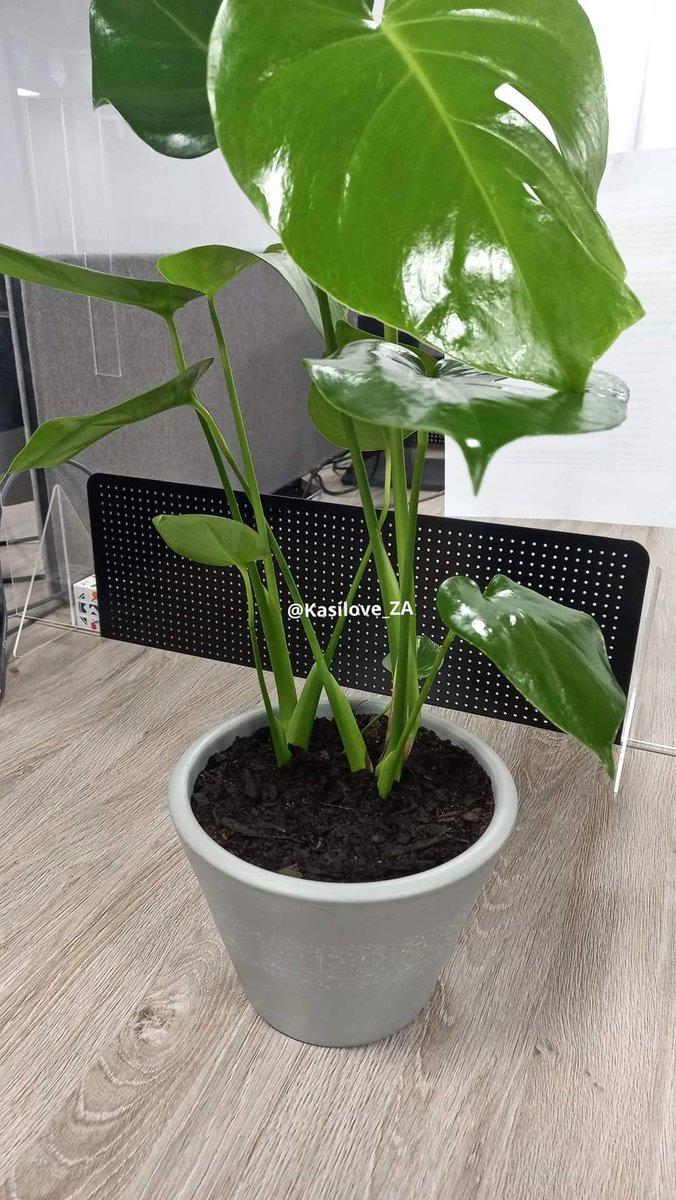 Monstera - R250 including pot They're low-maintenance plants that are great for any beginning plant owner. Monsteras are also very flexible when it comes to light requirements, so you'll always have a good place for this plant in your house. 📱 📲 wa.me/c/27784744747