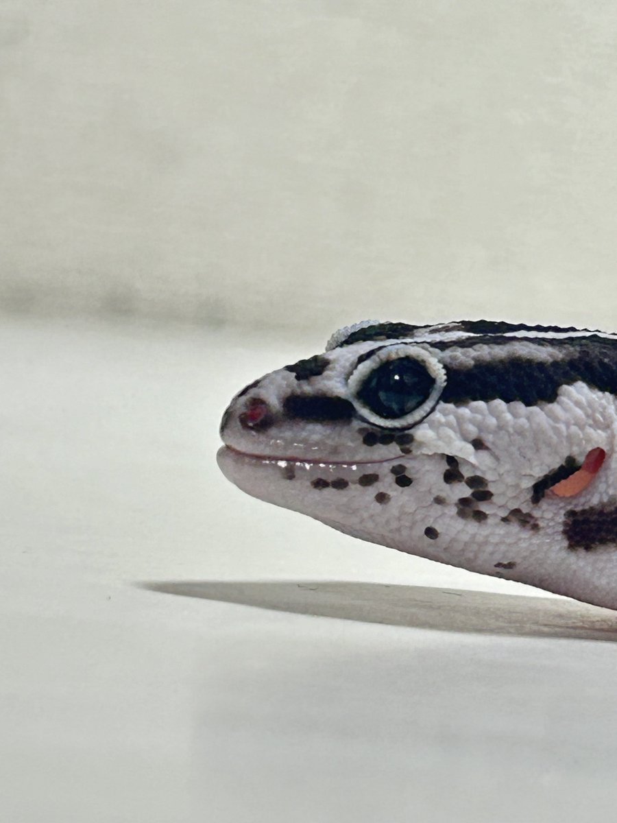 AsahiPython's tweet image. 1月末にシンレプさんでお迎えしてはや、３ヶ月！ついに40g！！
尻尾もブリブリでいい感じ！
そしていい感じなシャクレw
(1/20 8.3g →5/3 40g) 

#ニシアフ #ホワイトアウトオレオ