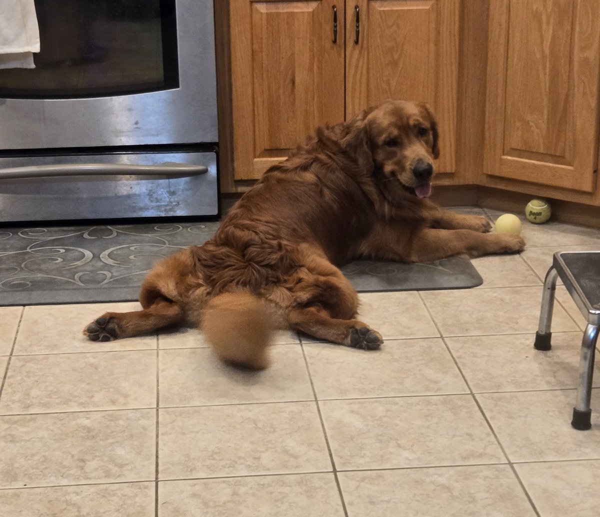 What's better than One ball? TWO!! Hope everyone has a great day!  Happy #FreddieFriday #FluffyButtFriday #GRC #goldenretrievers #dogsofx