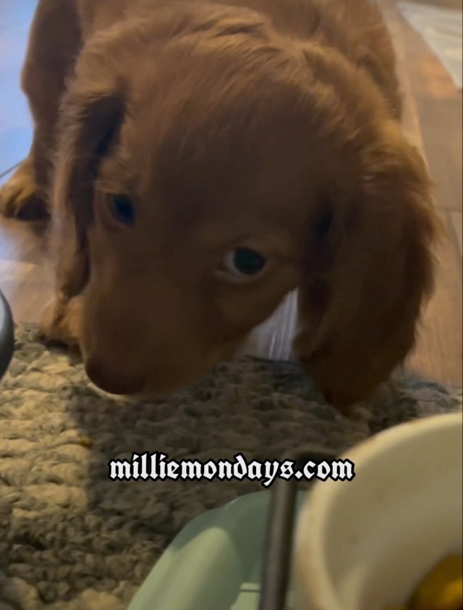 #milliemondays #pup #dog #perro #pups #dogs #perros #puppy #doggy #puppie #doggie #puppies #doggies #puppys #doggys #pupper #puppers #doggo #doggos #wienie #wienies #wieniedog  #wieners #wienerdog #wienerdogs #puppylove #cute #cutie #cutepup #cutepuppy #doxies #doxie #doxy