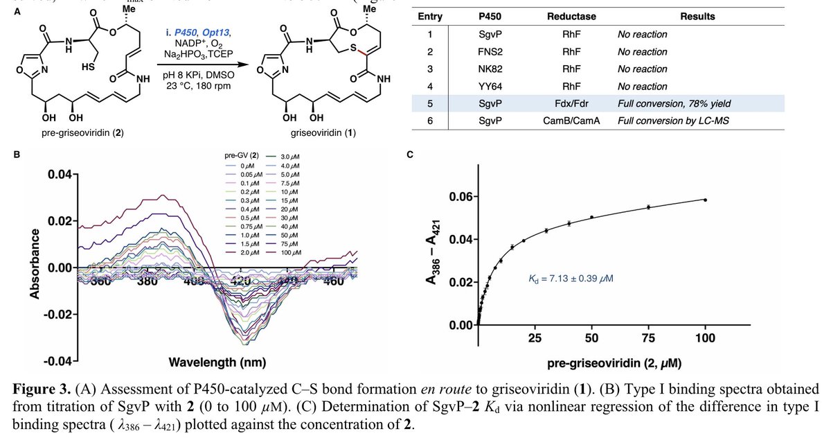 #TotalSynthesis Facilitates in vitro Reconstitution of SgvP, the C–S Bond Forming P450 in Griseoviridin #Biosynthesis by Carter N. Stout and Hans Renata @hanzyduzit at @RiceChemistry in @ChemRxiv chemrxiv.org/engage/chemrxi…