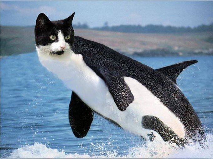 @Regrets10x It's an Orca, it's a Cat, it's an $orcat @OrcatCommunity