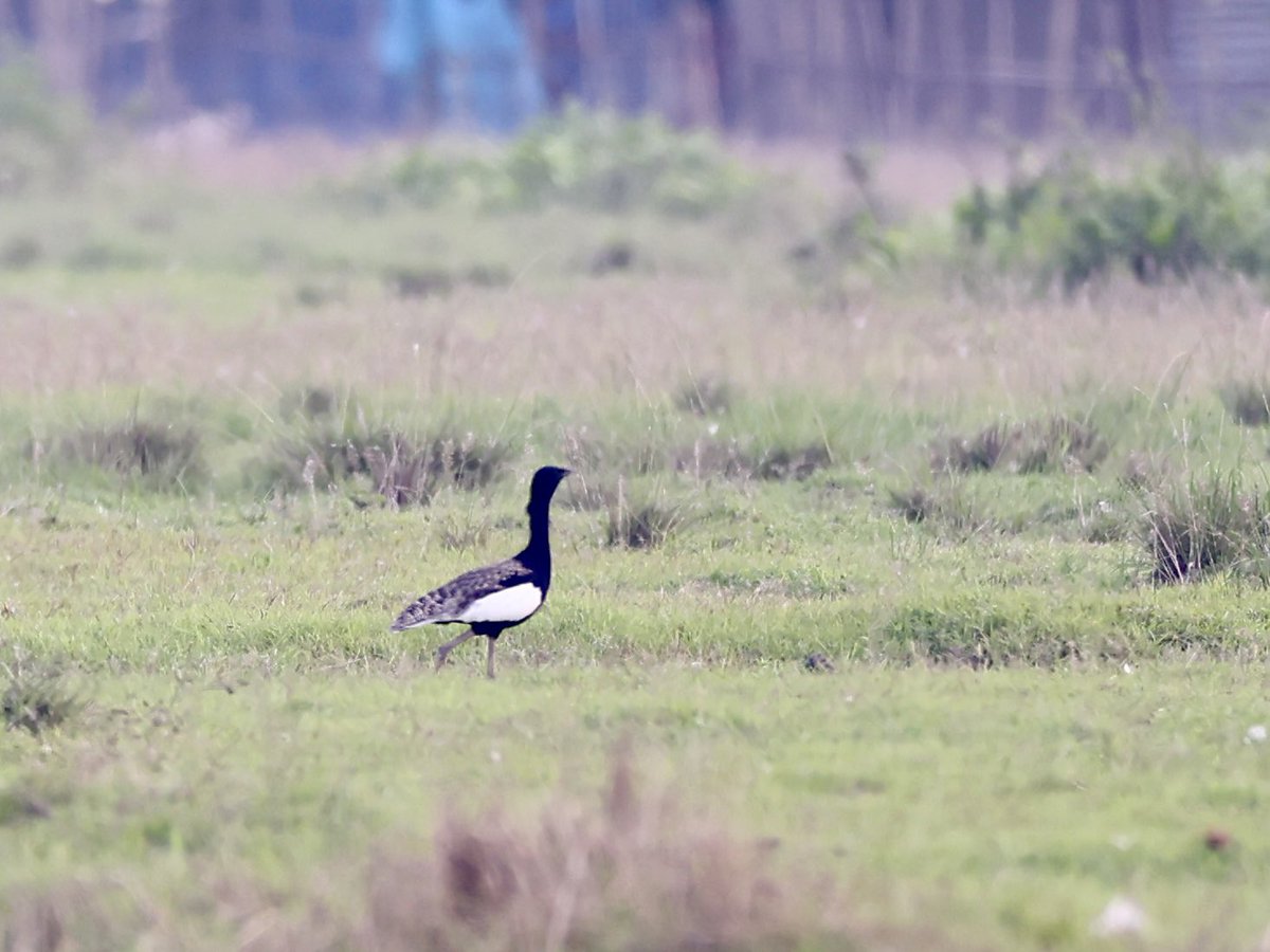 The Bengal Florican is rarely seen and really gave me a royal runaround. He would hide and when I reached near he would fly away fast and furious. After 3 hours of hard effort, I gave up trying to get up close and headed home tired and beaten up from all the driving on bumpy…