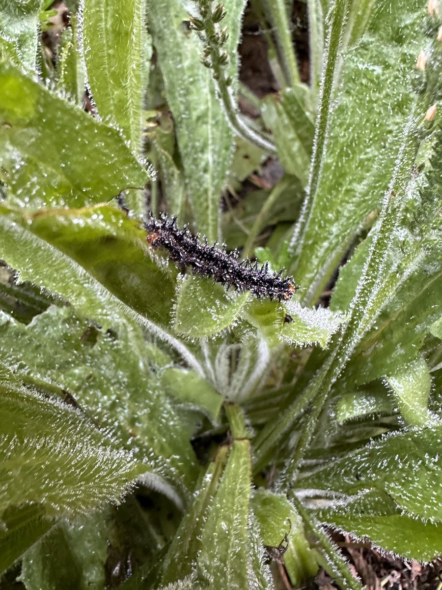 Morning dew spider webs! And a moist caterpillar