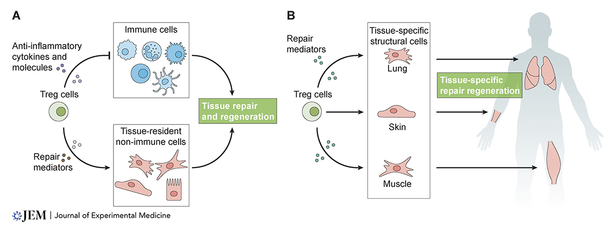 Treg–tissue cell interactions in repair and #regeneration. A new review from Lucas Loffredo, Thomas Savage, Olivia Ringham, and Nicholas Arpaia @arpaialab @Columbia_MI: hubs.la/Q02v9ymX0

#StemCells #InfectiousDisease #HostDefense