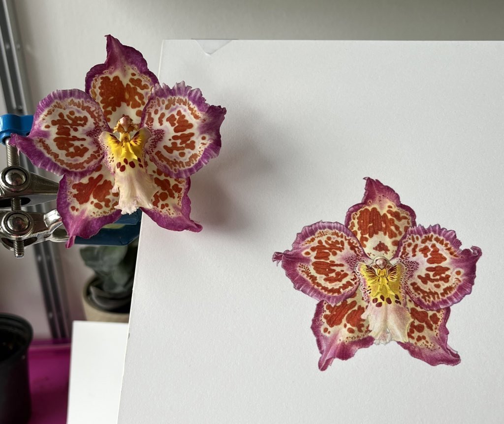 I had a lot of fun painting this beautiful tapestry of colour. This is definitely a contender for my favourite orchid this year. Oncidium Durham City ‘Lyoth Tiger’ grown by @TheMathersFoun1 painted for @RHSLibraries