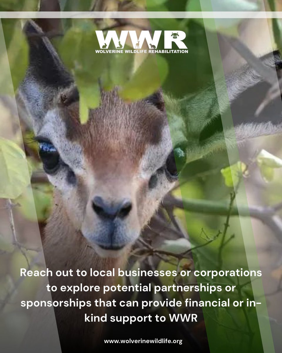 Forge valuable partnerships and secure sponsorships with local businesses or corporations to bolster WWR's mission with financial or in-kind support. . Explore at bit.ly/3vcbt7R. . #wwr #wolverinewildliferehabilitation #nonprofit #camdenmichigan #wildlifeconservation