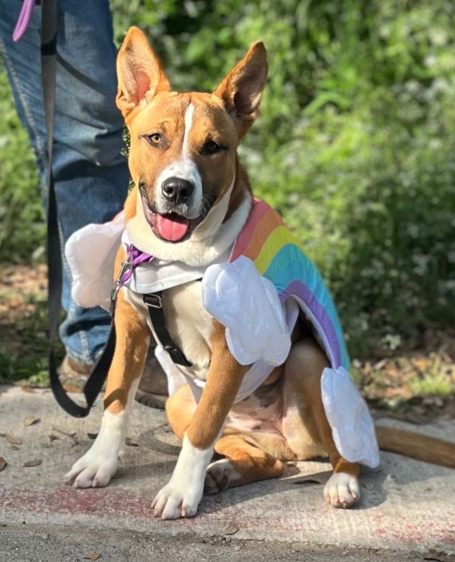 What's the end of the rainbow? Why, a delicious Custard of course! 11-month-old Custard recently participated in a community fashion show and then got to spend the night at a volunteer's home. bit.ly/3UJ3RUI