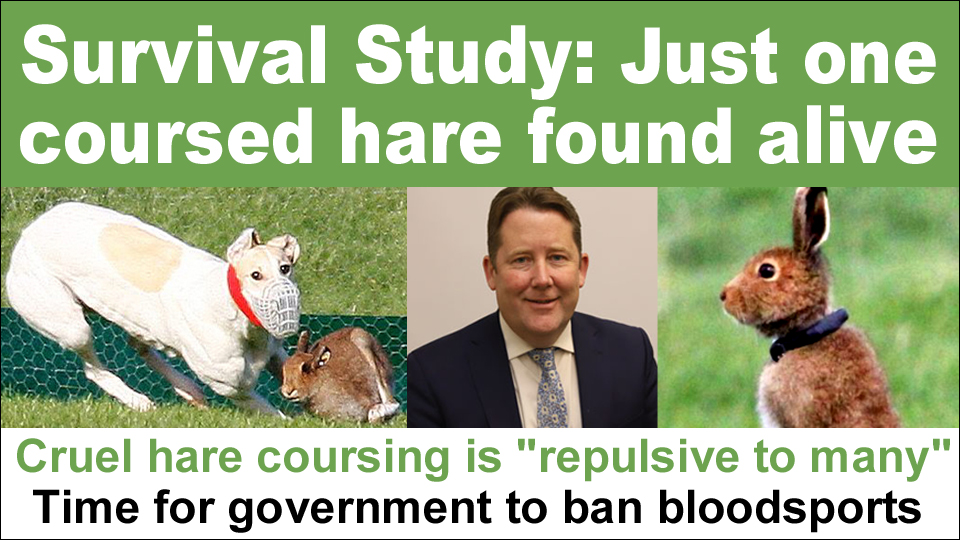 Survival study: Just 1 coursed hare found alive • 'The idea of catching a wild animal and pitting it against a much larger, specially-bred pursuer, for human entertainment, is repulsive to many' banbloodsports.wordpress.com/2024/05/03/sur… @SimonHarrisTD @MichealMartinTD @eamonryan #BanHareCoursing