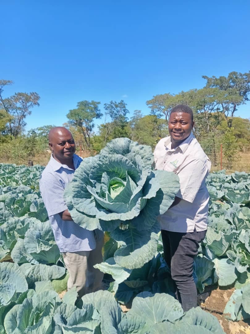 Smiling all the way with Cabbage Intello F1. #HelpingYouGetABetterCrop