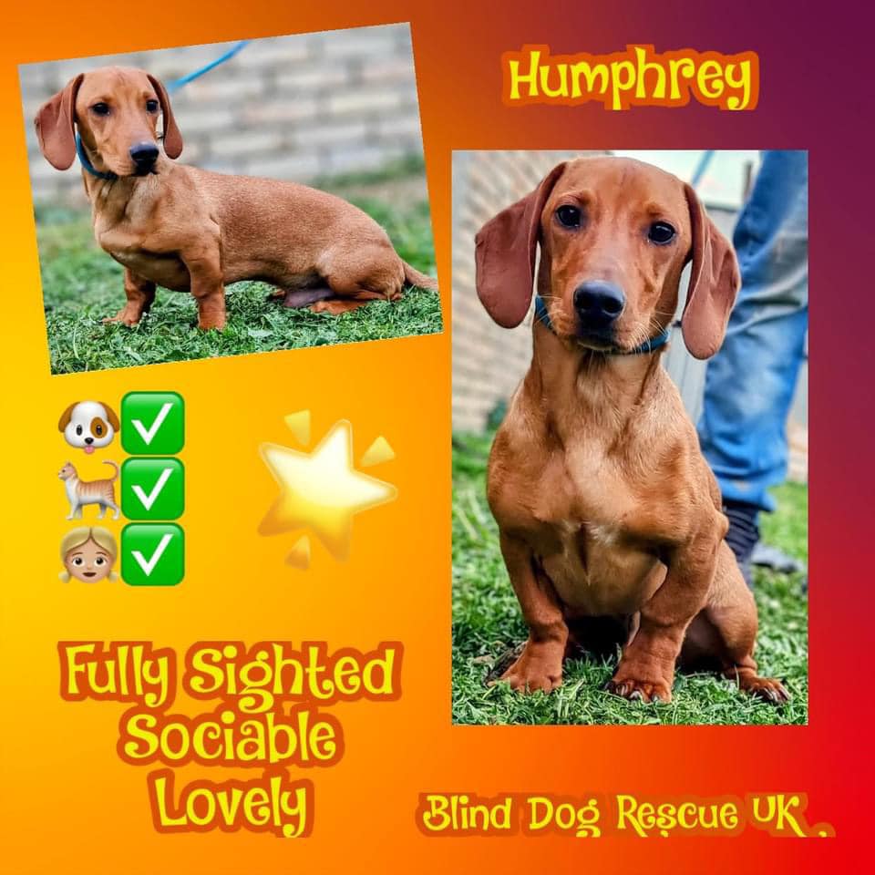 7/8mo HUMPHREY is a little smasher. Just look at him!! He is very active (well obviously being a young dog), & is good with everything, just an extremely sociable lad. He would love a kind, loving home with a garden, & can live with a canine pal for company & fun. Currently in…