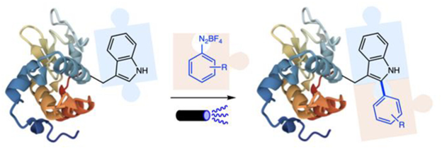 Now in #OrgLett: Finelli and coworkers present a novel method for photoredox arylation of indole and Trp-containing biomolecules using aryl diazonium salts. A milestone in protein C-H photoarylation! Please have a look: pubs.acs.org/doi/10.1021/ac…